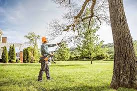 Best Tree Disease Treatment  in Churchill, MT